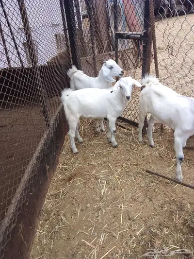 بهم للبيع 8 index