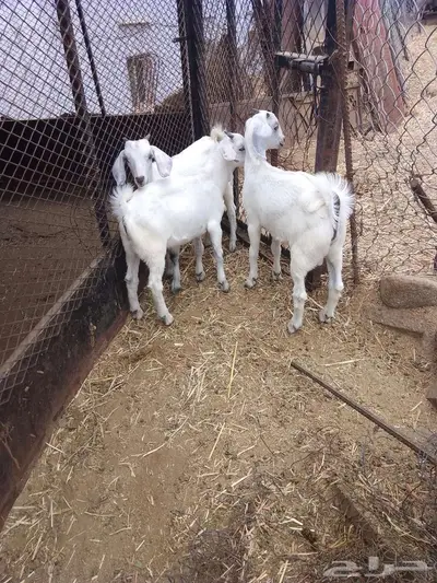 بهم للبيع 8 index