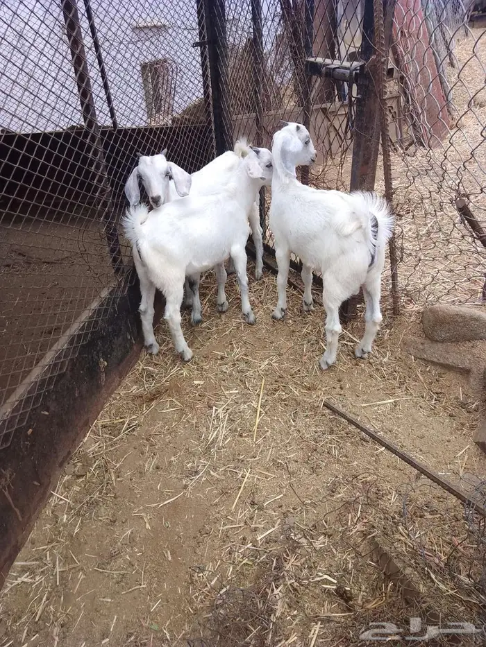 بهم للبيع 8 0