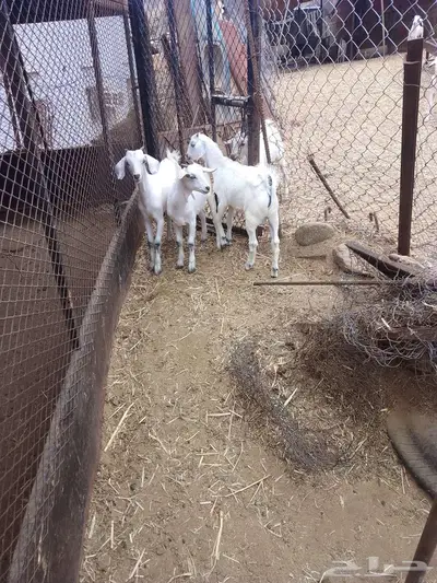 بهم للبيع 8 index