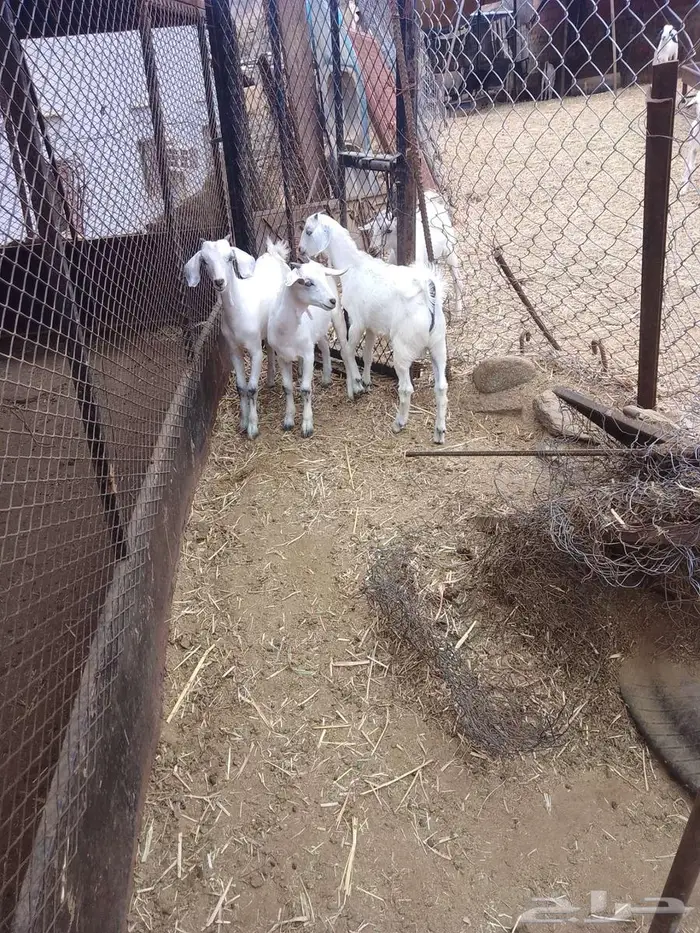 بهم للبيع 8 2