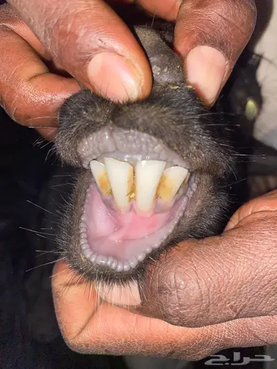 عنز رباع متاومه بتيوس 2 روم وسلم شرط الصحه index