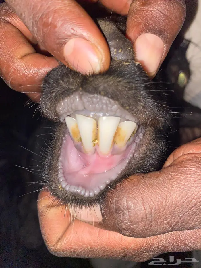 عنز رباع متاومه بتيوس 2 روم وسلم شرط الصحه 0