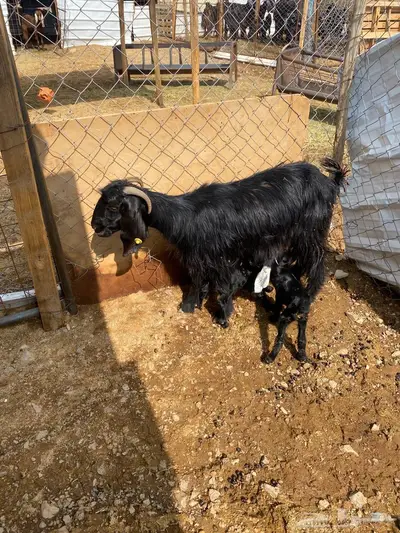 عنز رباع متاومه بتيوس 2 روم وسلم شرط الصحه index