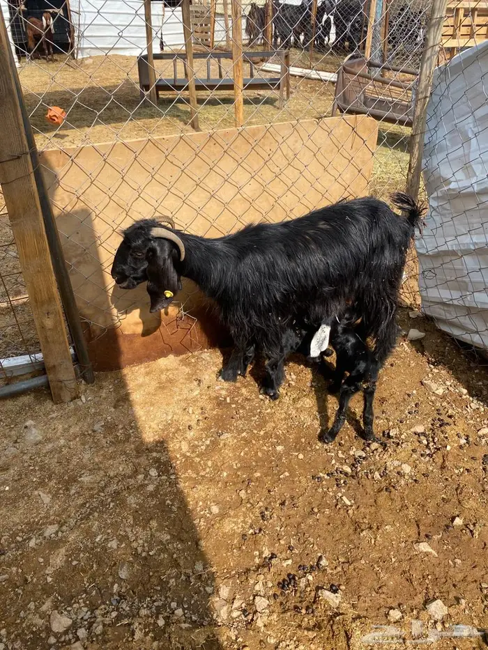 عنز رباع متاومه بتيوس 2 روم وسلم شرط الصحه 1