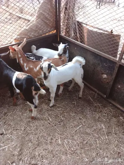 بهم للبيع 8 index