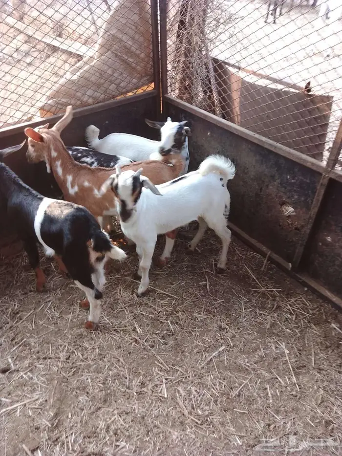 بهم للبيع 8 6