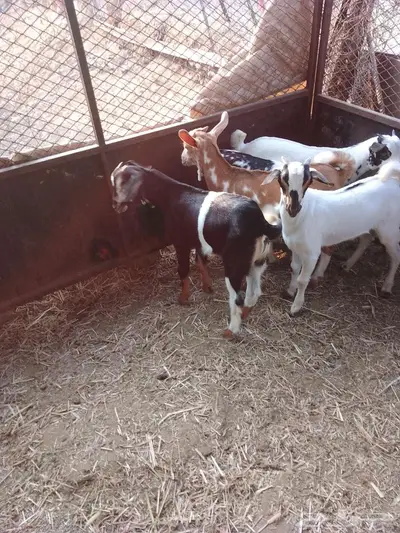 بهم للبيع 8 index