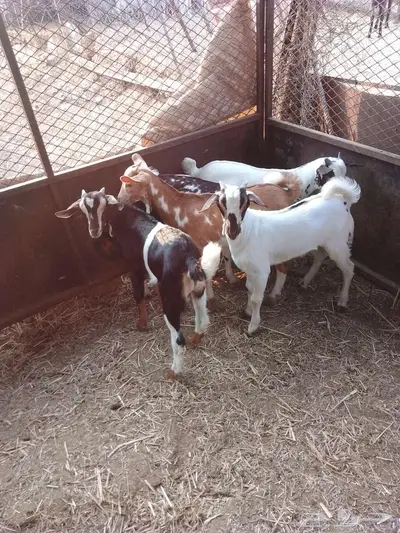 بهم للبيع 8 index