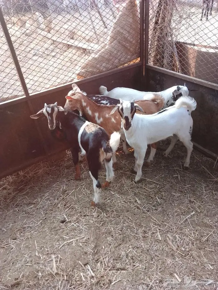 بهم للبيع 8 3