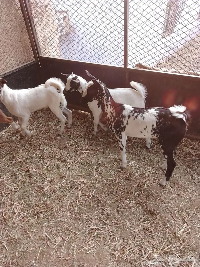 بهم للبيع 8 5