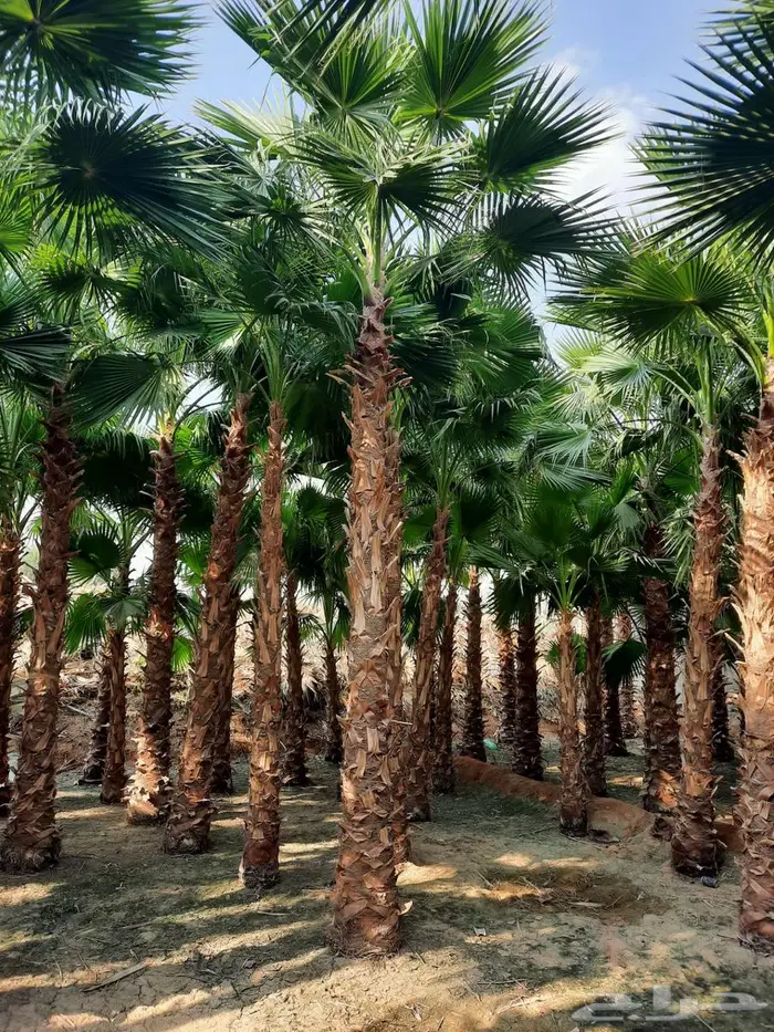 نخل واشنطني ونخل ملوكي للبيع 1