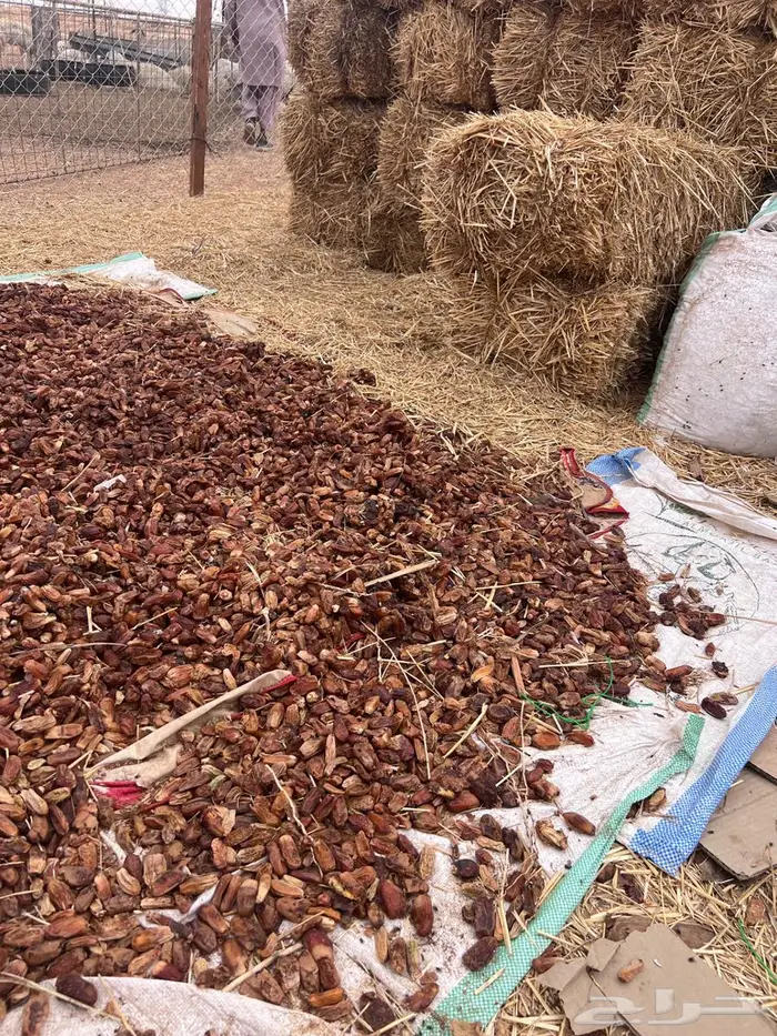 تمر للبهايم 1