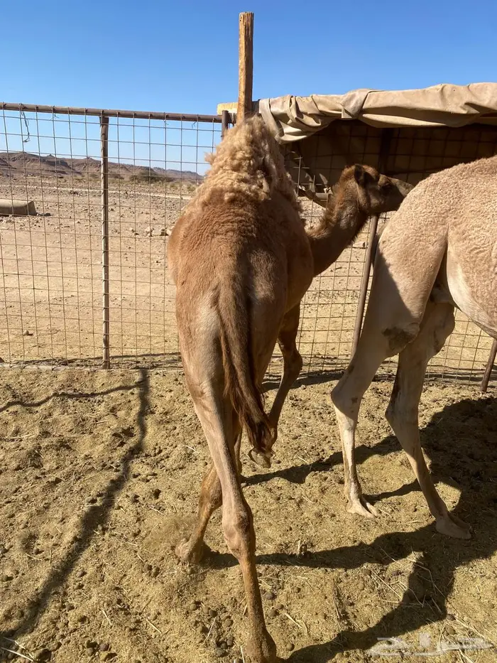 للبيع قعود 0