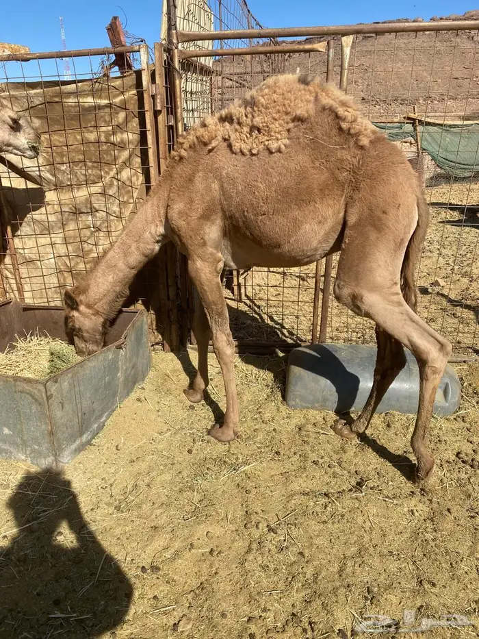 للبيع قعود 1