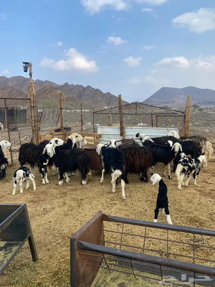 رخال نجد ولد ودفيع شرط على السونار وصغار سن غنم مراح 12