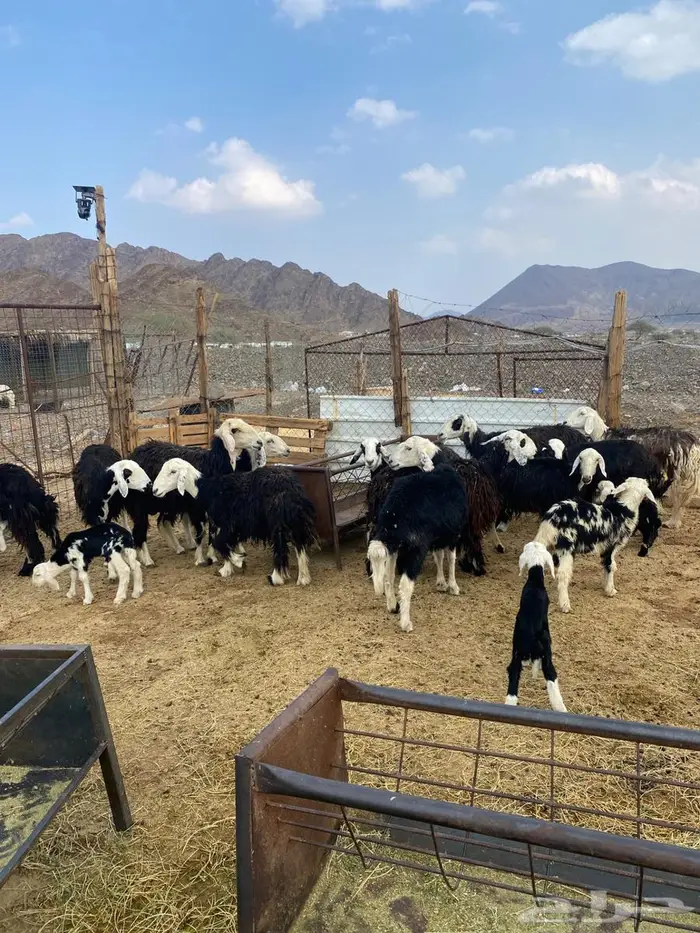 رخال نجد ولد ودفيع شرط على السونار وصغار سن غنم مراح 11