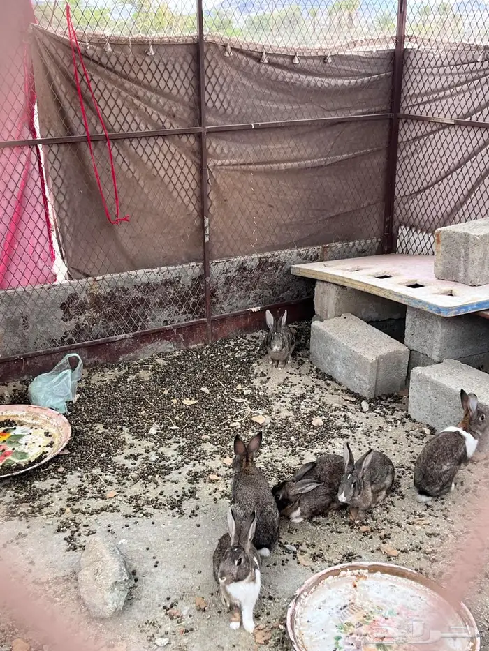 ارانب بلدي شبه بري 1