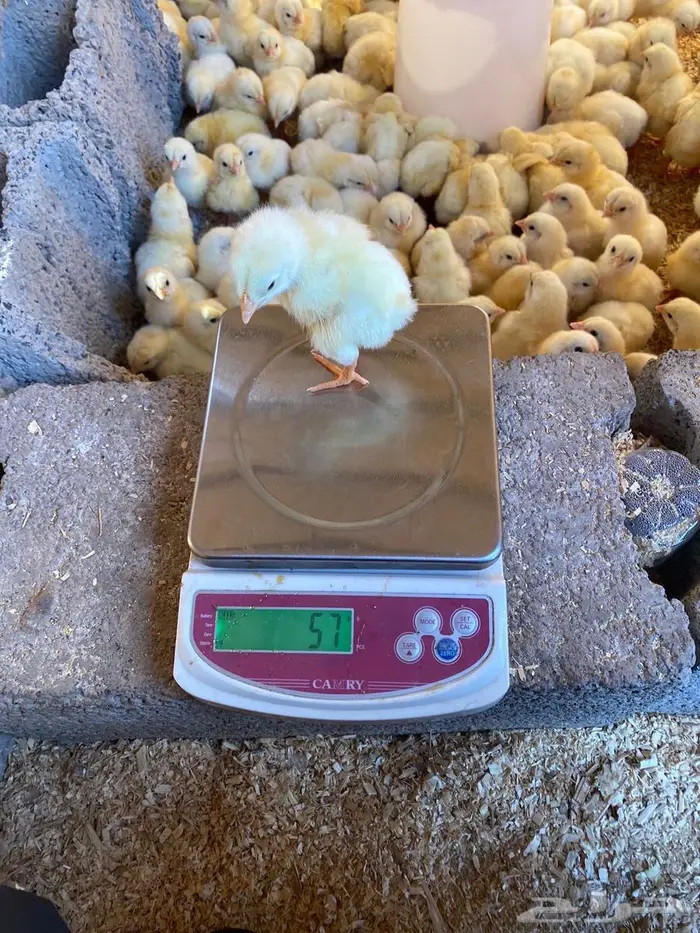 صوص لاحم روس308 2