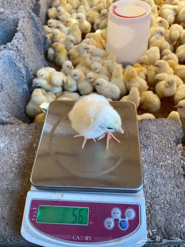 صوص لاحم روس308 3