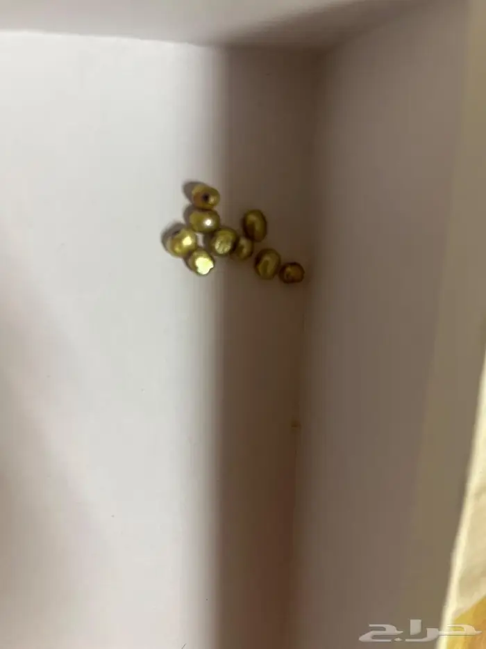 لولو اصفر طبيعي 0