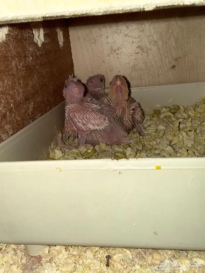 فروخ كروان لاتينو حجم ونظافه 1