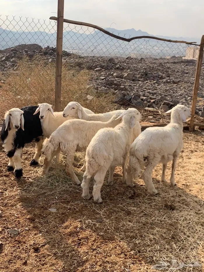 للبيع طليان 0