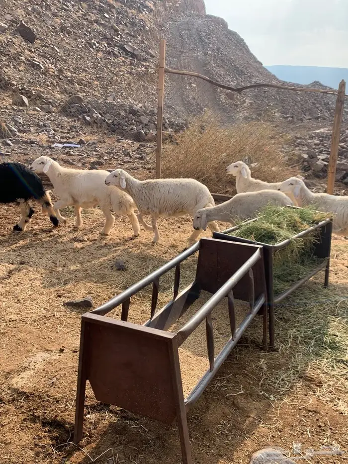 للبيع طليان 1