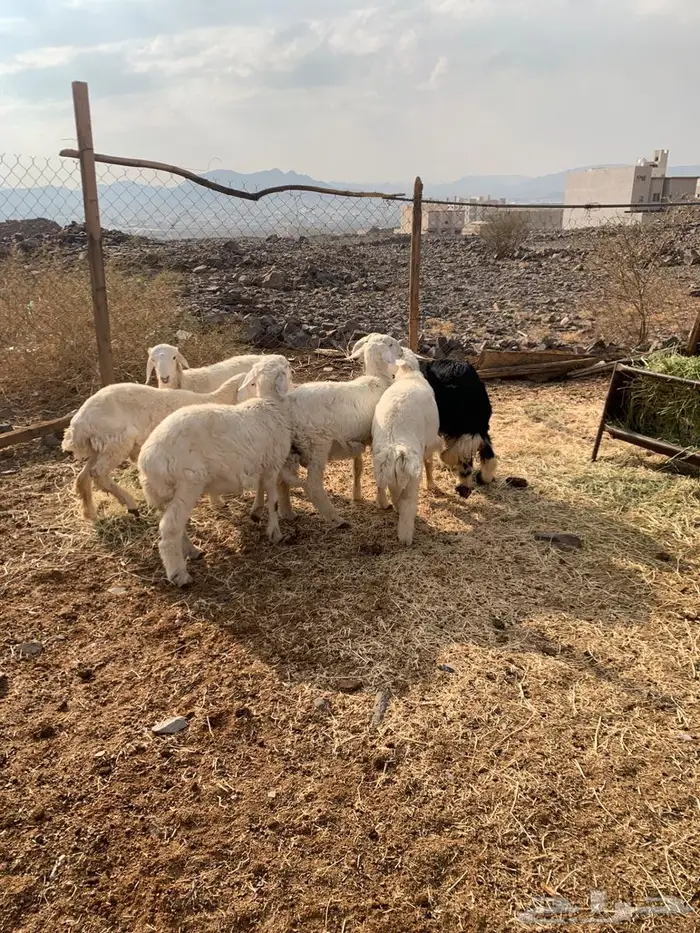 للبيع طليان 3