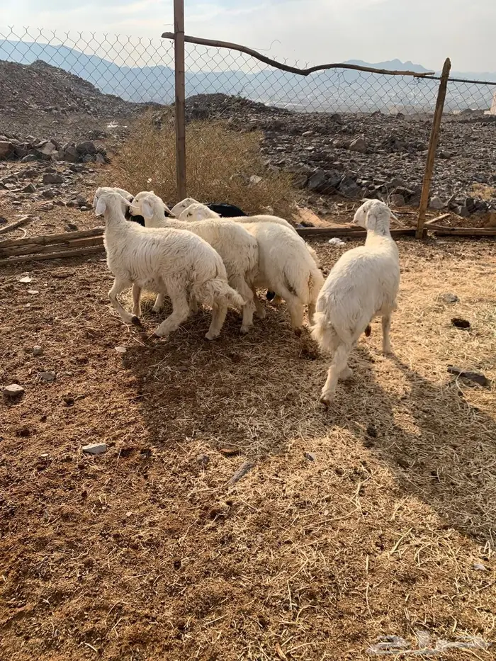 للبيع طليان 4