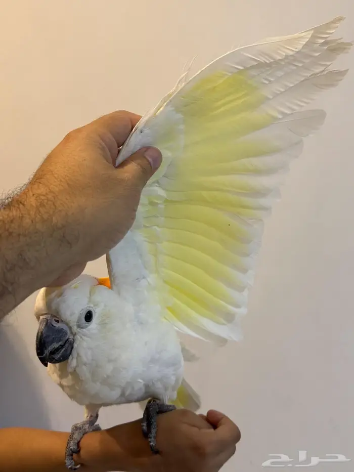 فرخ كوكاتو سيترون انتاج محلي - لعشاق النوادر - تم البيع 3