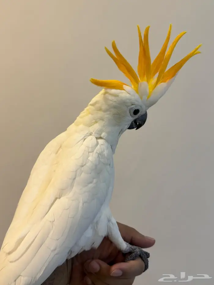 فرخ كوكاتو سيترون انتاج محلي - لعشاق النوادر - تم البيع 5