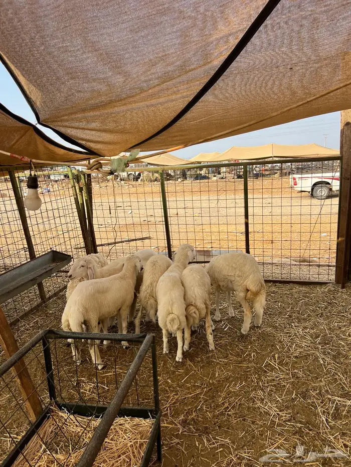 للبيع بهم طليان ورخال 1