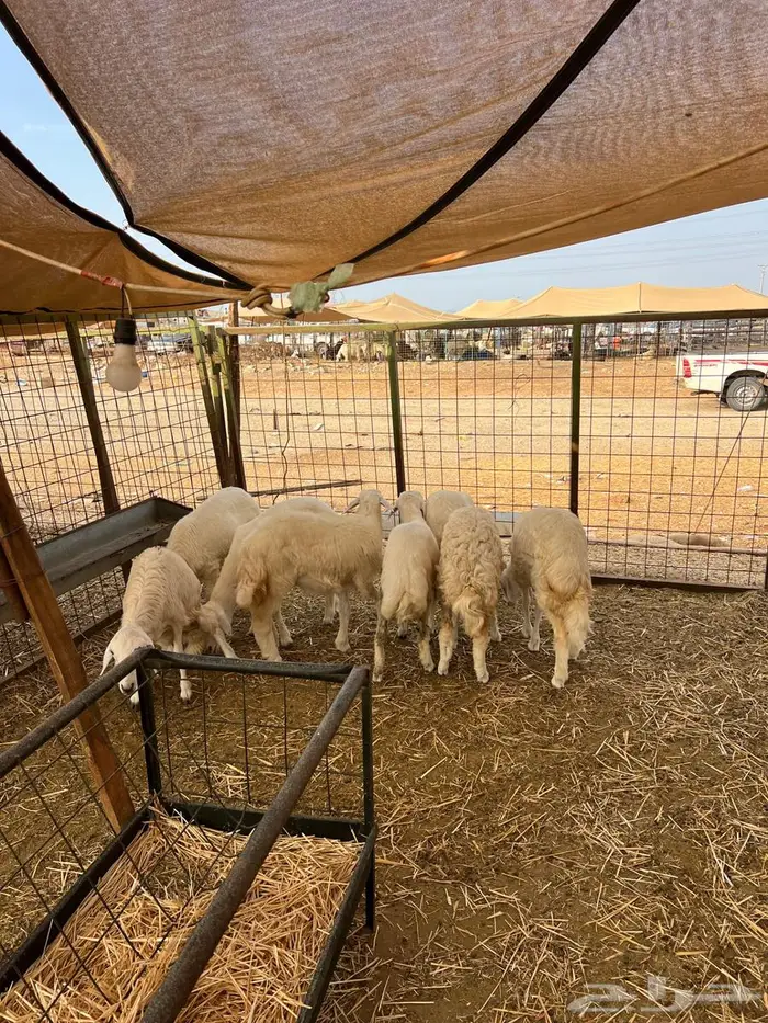 للبيع بهم طليان ورخال 0