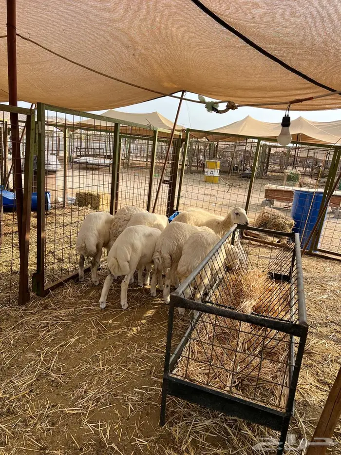 للبيع بهم طليان ورخال 2