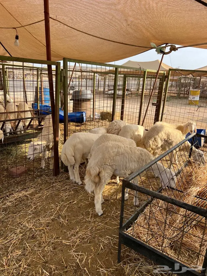 للبيع بهم طليان ورخال 3