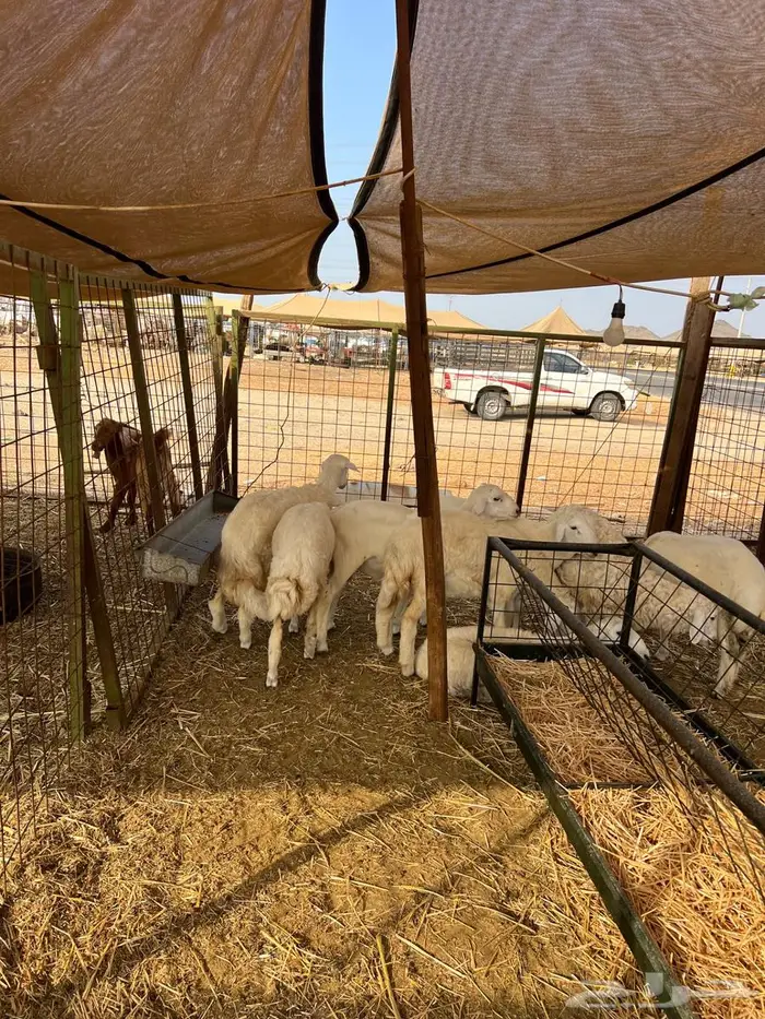 للبيع بهم طليان ورخال 4