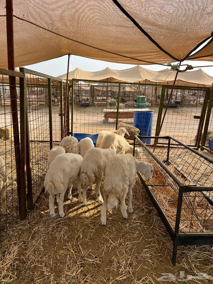 للبيع بهم طليان ورخال 5