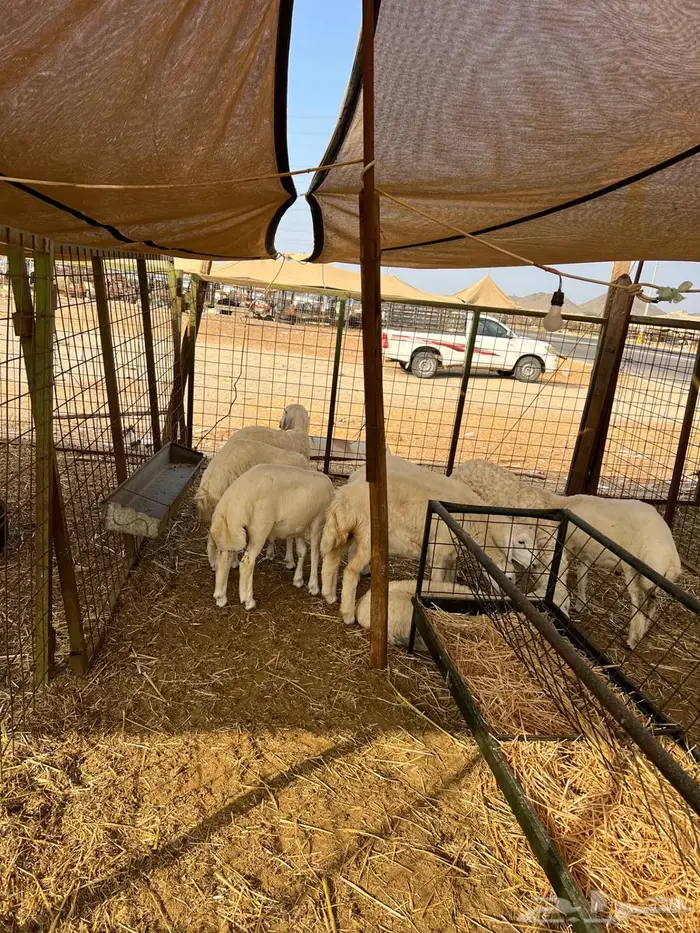 للبيع بهم طليان ورخال 6