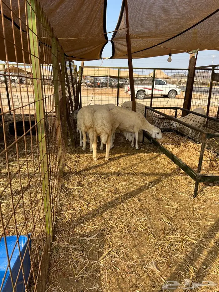 للبيع بهم طليان ورخال 7