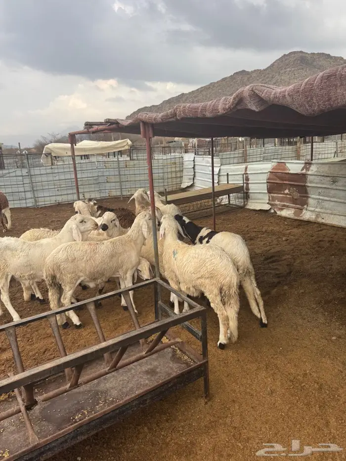 سواكن بيض جذعان وسمان 2