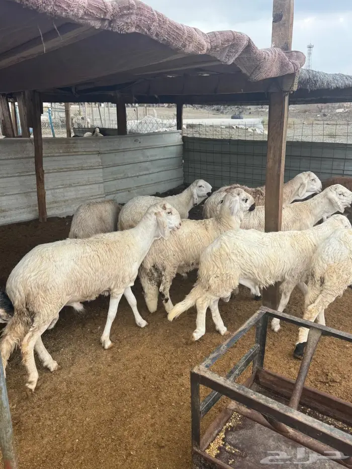 سواكن بيض جذعان وسمان 1