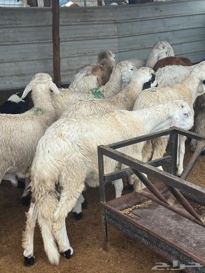 سواكن بيض جذعان وسمان 0