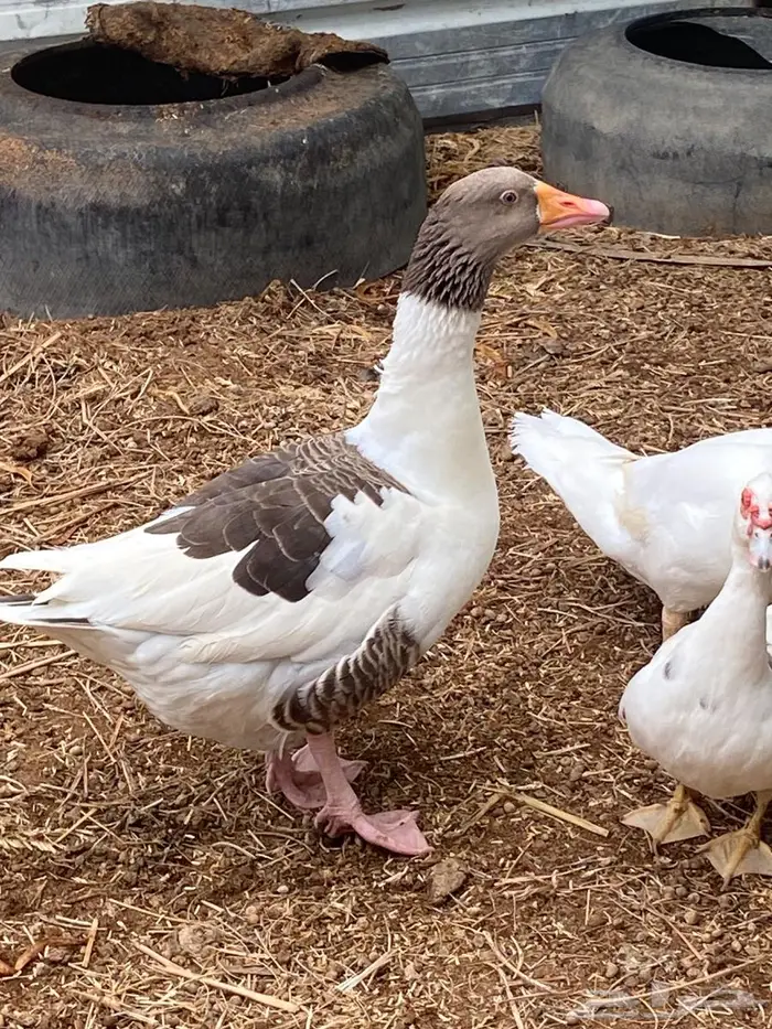 وز بلدي ماشاء الله 0