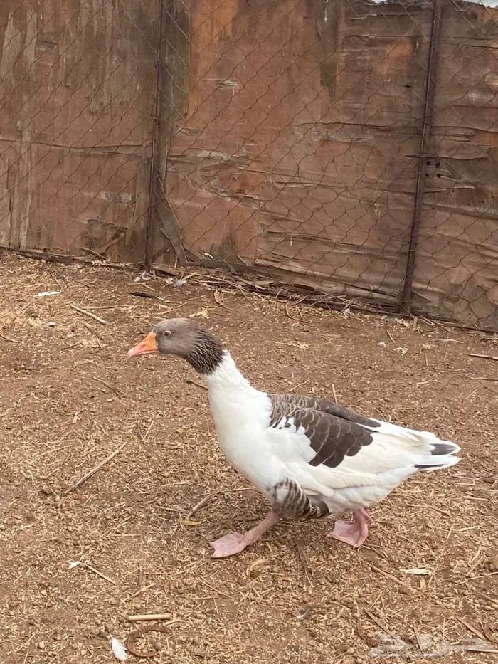 وز بلدي ماشاء الله 1