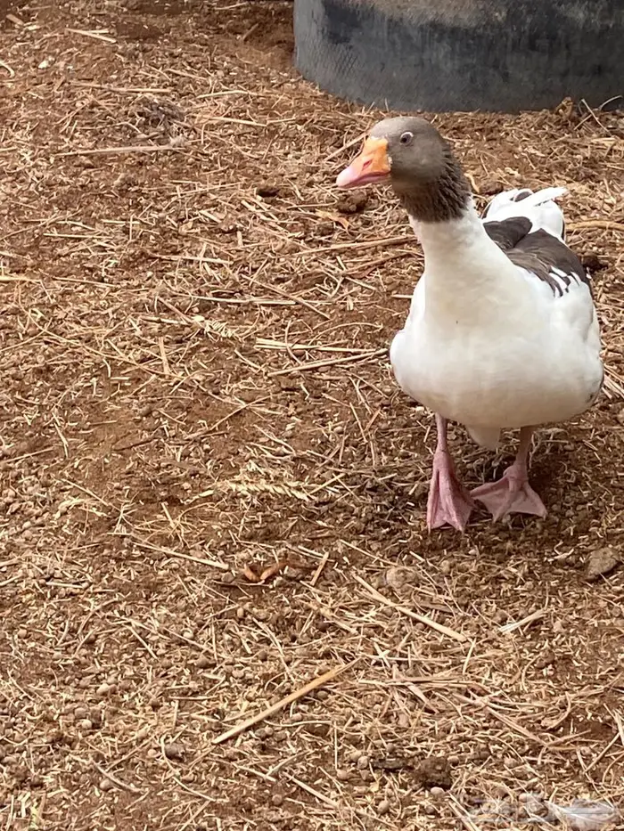 وز بلدي ماشاء الله 3