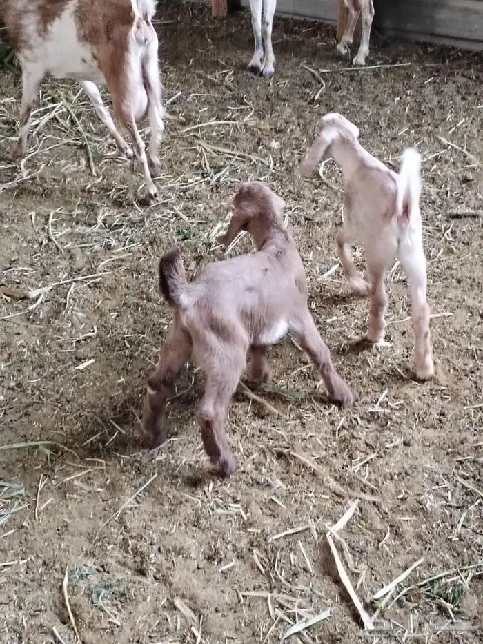 عنز متاومة وراها تيس وجفرة 1