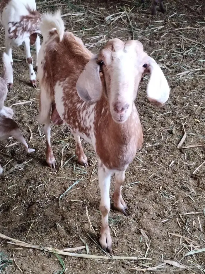 عنز متاومة وراها تيس وجفرة 4