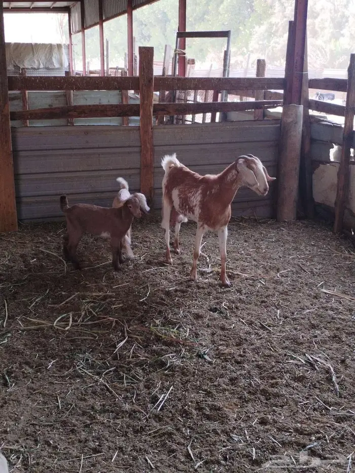 عنز متاومة وراها تيس وجفرة 5