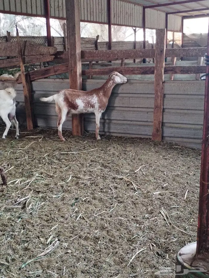 عنز متاومة وراها تيس وجفرة 2